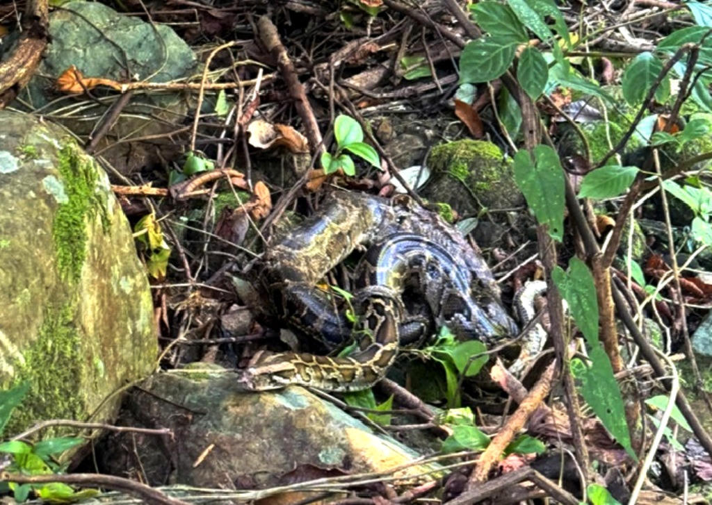 C&aacute; thể trăn đất nhanh ch&oacute;ng h&ograve;a nhập với m&ocirc;i trường tự nhi&ecirc;n Phong Nha - Kẻ B&agrave;ng.&nbsp;Ảnh: V. L