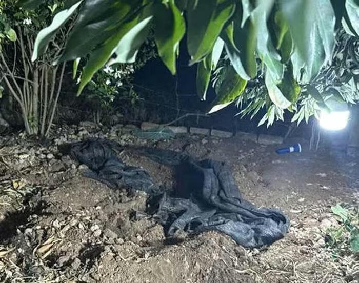 Nhằm che giấu h&agrave;nh vi, Tuấn ch&ocirc;n thi thể dưới gốc c&acirc;y trong vườn nh&agrave; nạn nh&acirc;n.