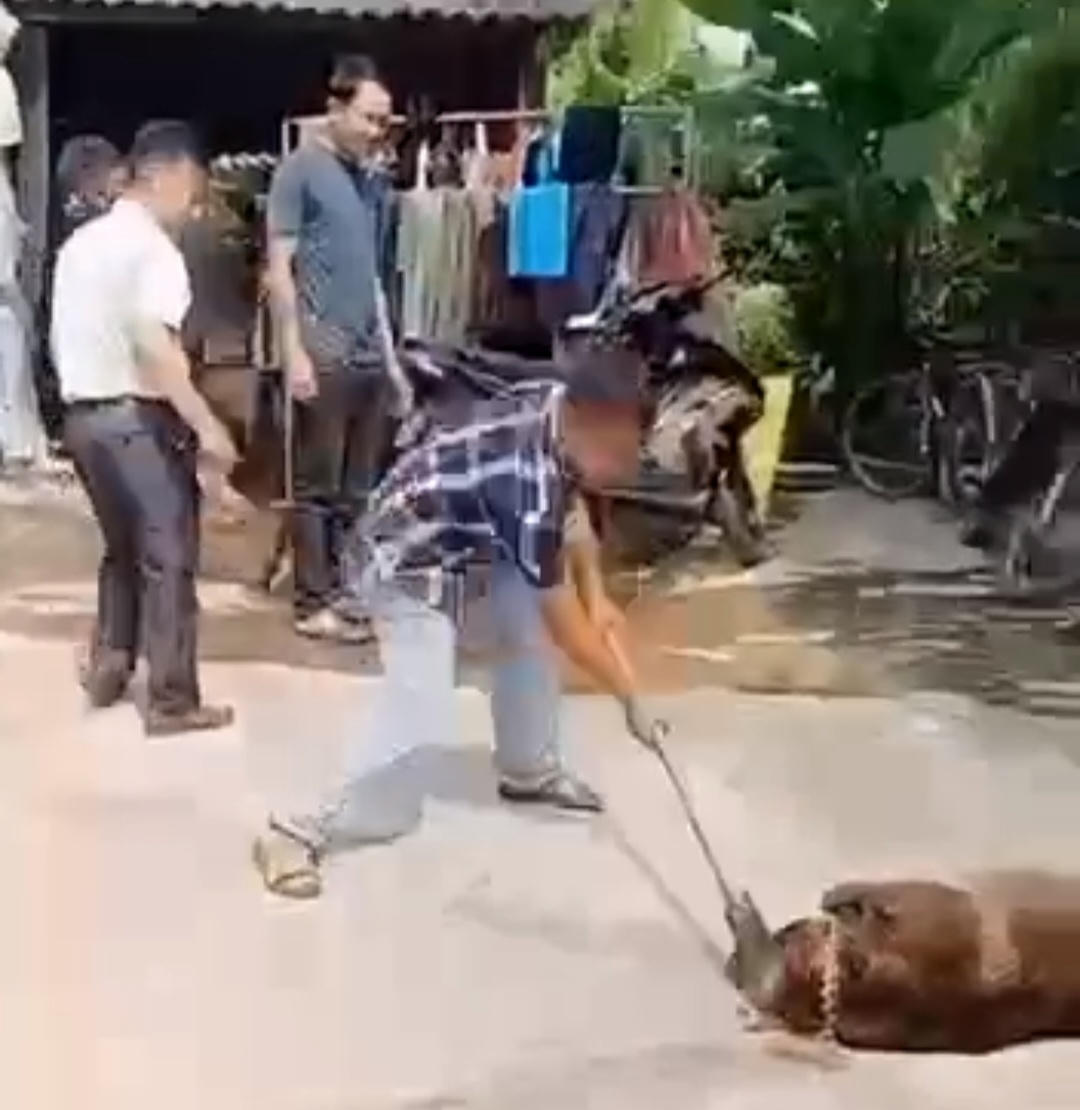 Con ch&oacute; cắn &ocirc;ng Q tử vong bị người d&acirc;n đ&aacute;nh chết&nbsp;để tr&aacute;nh nguy hiểm cho người kh&aacute;c.