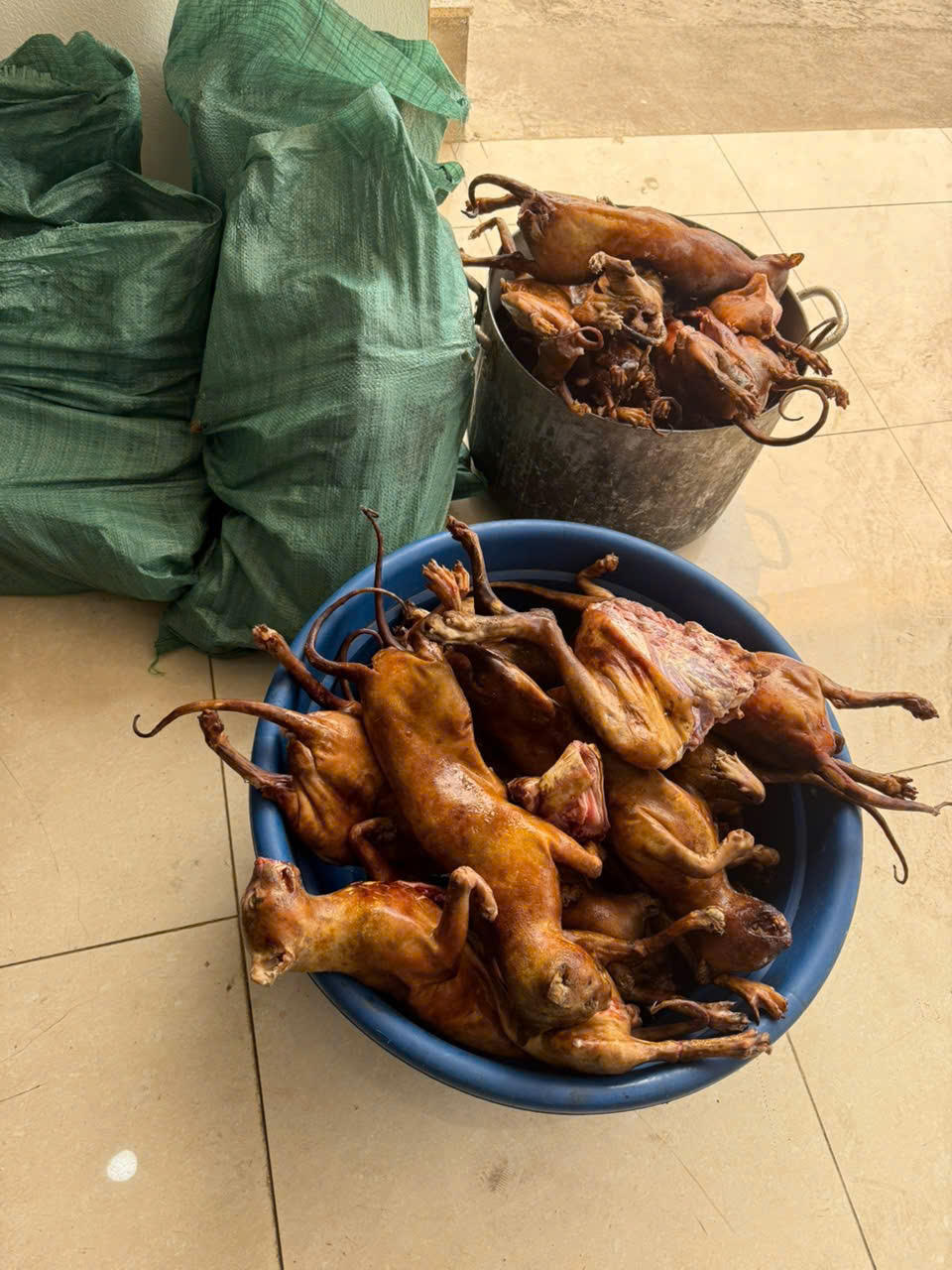 Hà Nội: Triệt phá, bắt giữ nhóm đối tượng chuyên trộm cắp mèo với quy mô lớn