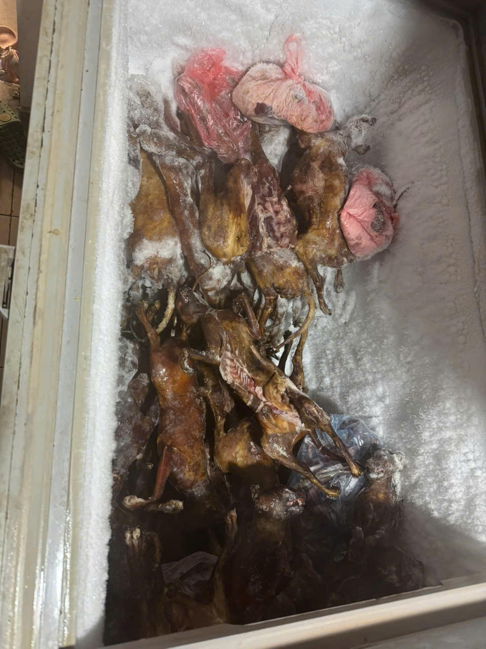 Hà Nội: Triệt phá, bắt giữ nhóm đối tượng chuyên trộm cắp mèo với quy mô lớn