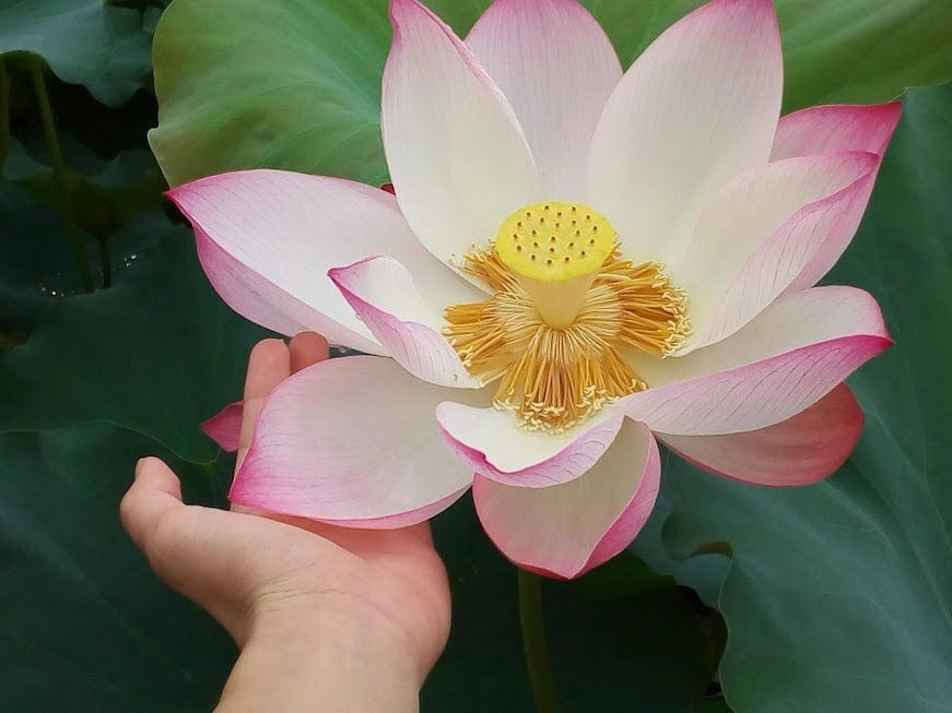 Nu&ocirc;i dưỡng th&oacute;i quen l&agrave;nh 1