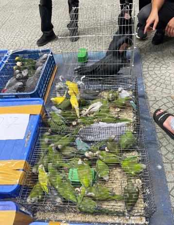 240 c&aacute; thể vẹt ngoại lai bị vận chuyển tr&aacute;i ph&eacute;p bị cơ quan chức năng ph&aacute;t hiện, thu giữ. (Ảnh minh họa. Nguồn ENV)