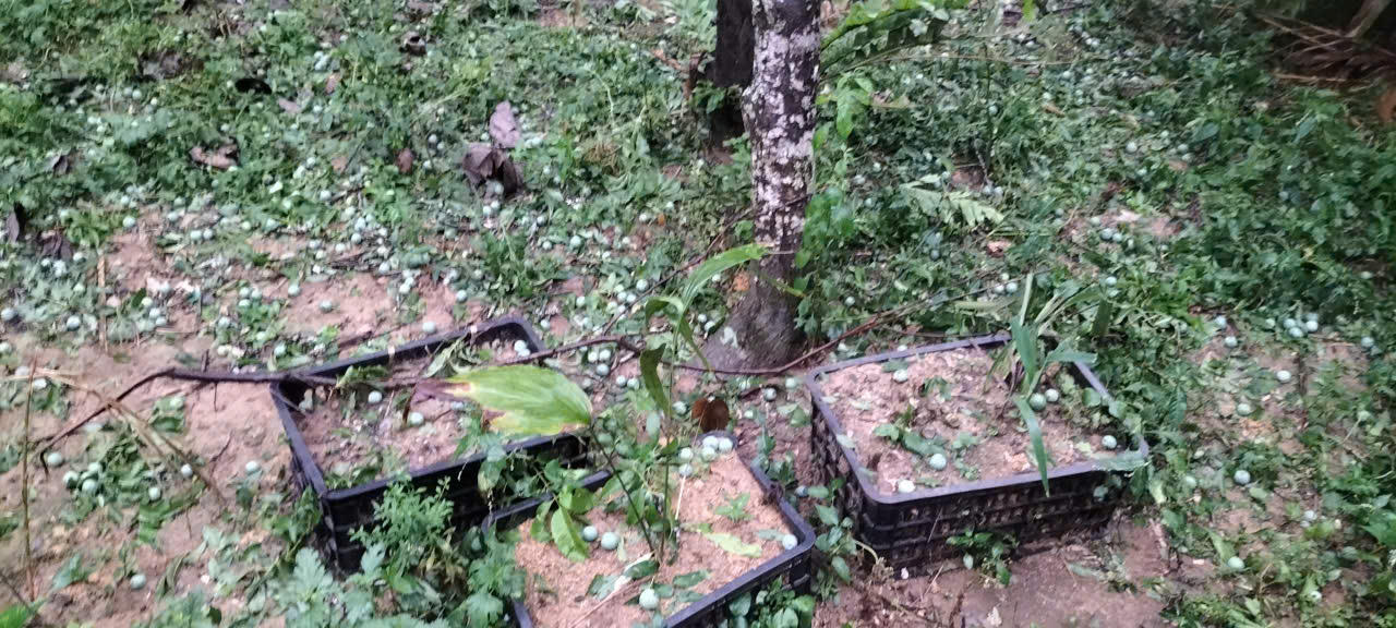 Mưa đá g&acirc;y thi&ecirc;̣t hại nặng n&ecirc;̀ cho các vườn m&acirc;̣n&nbsp;