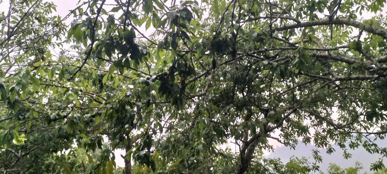 Mưa đ&aacute; trong đ&ecirc;m g&acirc;y sập nh&agrave; s&agrave;n, 4 người bị thương ở Bắc H&agrave; (L&agrave;o Cai)