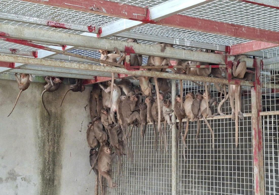 Số động vật qu&yacute; hiếm thu giữ được tr&ecirc;n xe &ocirc; t&ocirc; chở từ Nam ra Bắc ti&ecirc;u thụ.&nbsp;