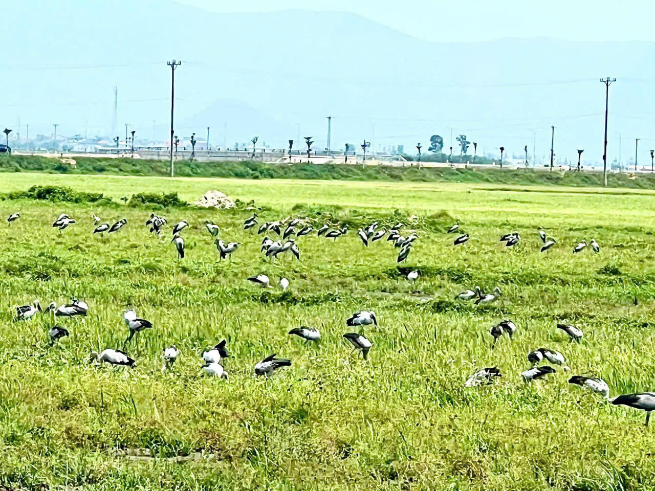 Cơ quan chức năng khuyến c&aacute;o, y&ecirc;u cầu người d&acirc;n kh&ocirc;ng được xua đuổi, săn bắt hoặc c&oacute; c&aacute;c h&agrave;nh động g&acirc;y x&acirc;m hại đến đ&agrave;n chim.