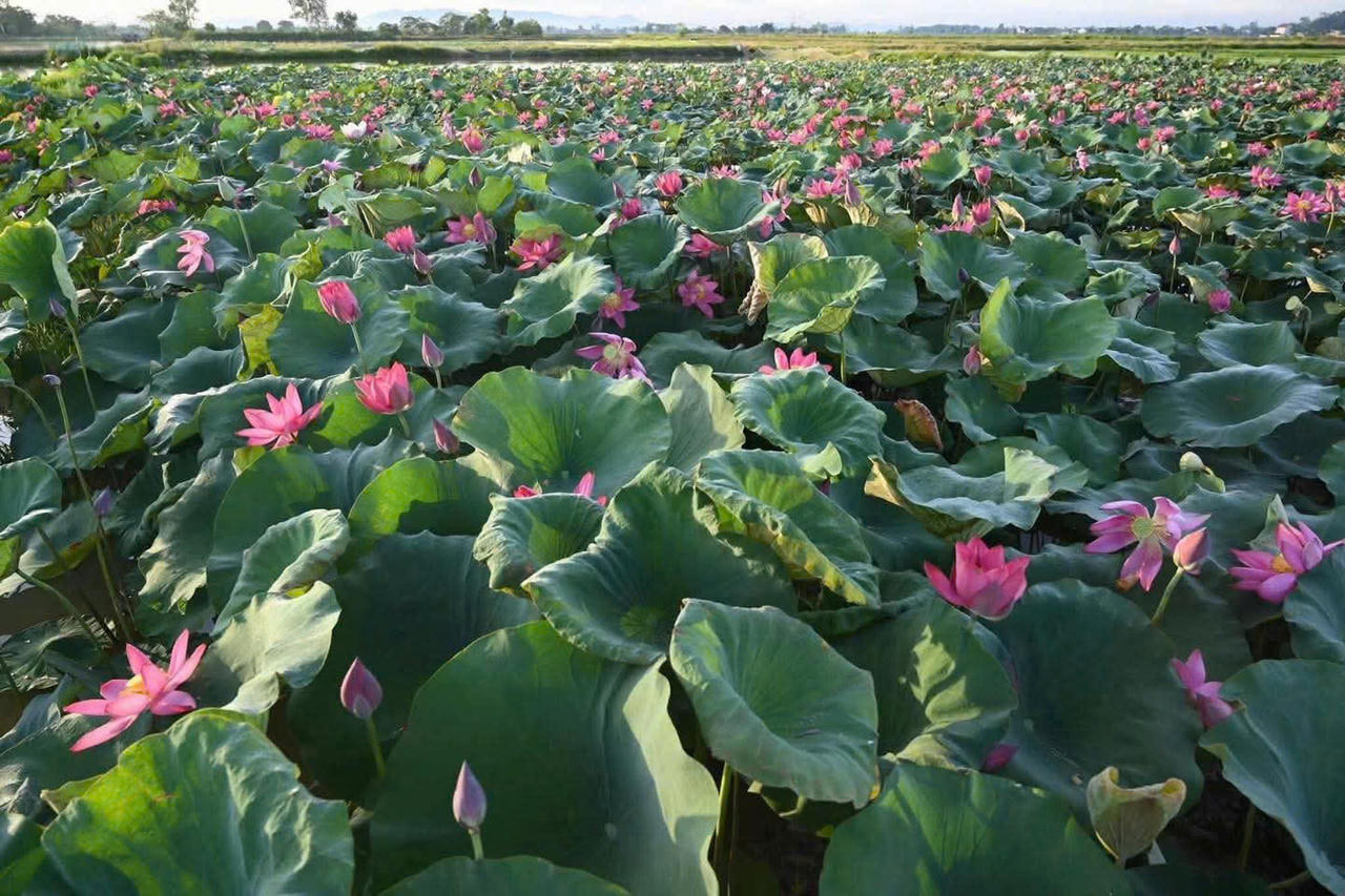 Kh&ocirc;ng chỉ đơn thuần l&agrave; lo&agrave;i hoa của m&ugrave;a hạ, sen c&ograve;n mang một &yacute; nghĩa s&acirc;u sắc trong đời sống tinh thần người Việt
