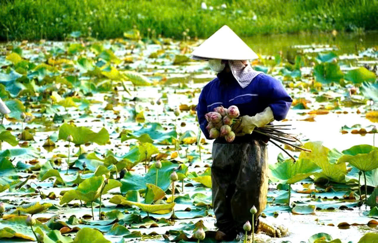 V&agrave;o cao điểm m&ugrave;a vụ, mỗi ng&agrave;y gia đ&igrave;nh c&oacute; thể thu hoạch từ 400 đến 500 b&ocirc;ng sen.