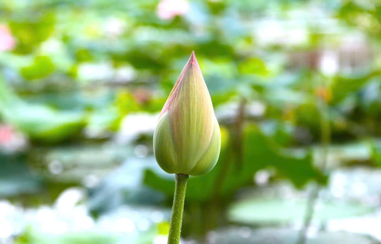 Vẻ đẹp thanh cao vươn l&ecirc;n từ b&ugrave;n đất