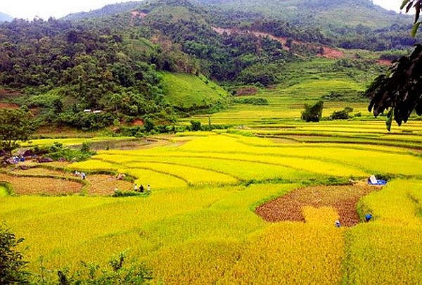 C&aacute;nh đồng l&uacute;a ch&iacute;n Đồng Ph&uacute;c trải rộng như tấm thảm v&agrave;ng &oacute;ng dưới ch&acirc;n n&uacute;i (Ảnh:&nbsp; B&iacute;ch Phượng).