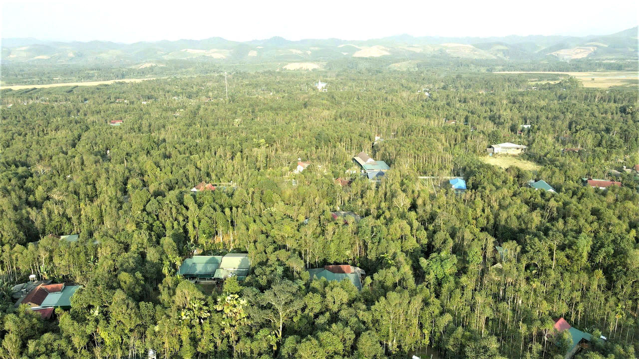 Ph&uacute;c Trạch đ&atilde; ph&aacute;t triển hơn 1.000 ha d&oacute; bầu, trở th&agrave;nh một trong những v&ugrave;ng trồng v&agrave; chế t&aacute;c trầm hương lớn của H&agrave; Tĩnh.