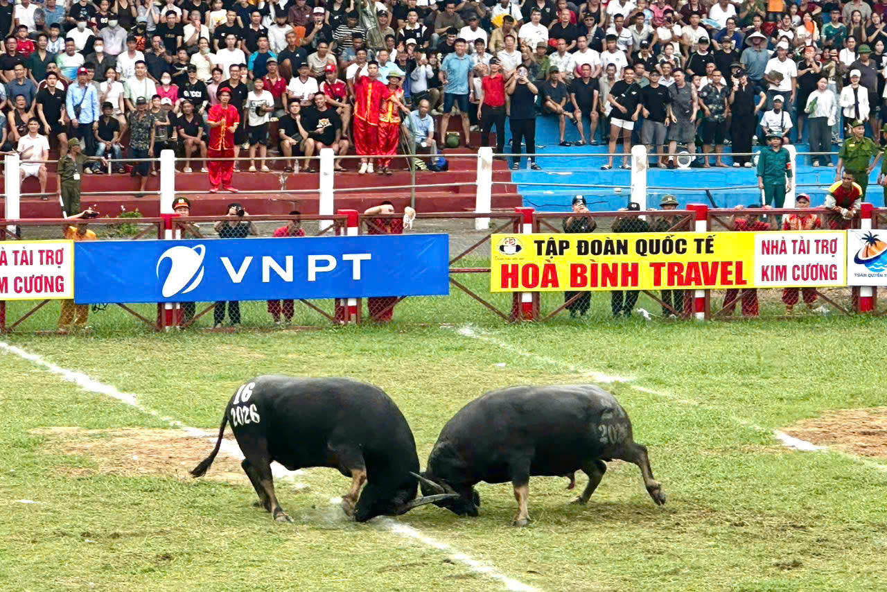 Khai mạc vòng đấu loại Lễ hội chọi trâu truyền thống Đồ Sơn sau 8 năm tạm dừng