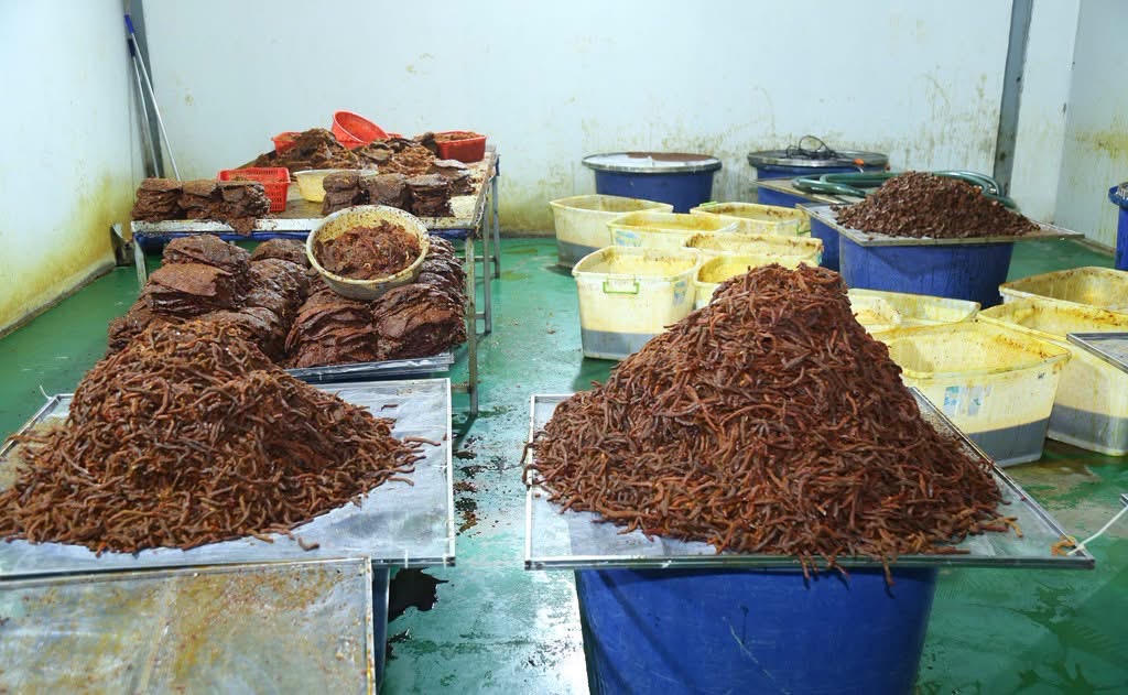 Thịt tr&acirc;u nguy&ecirc;n liệu đang được chế biến tại C&ocirc;ng ty TNHH Trần L&ecirc; Foods. Ảnh: C&ocirc;ng an cung cấp