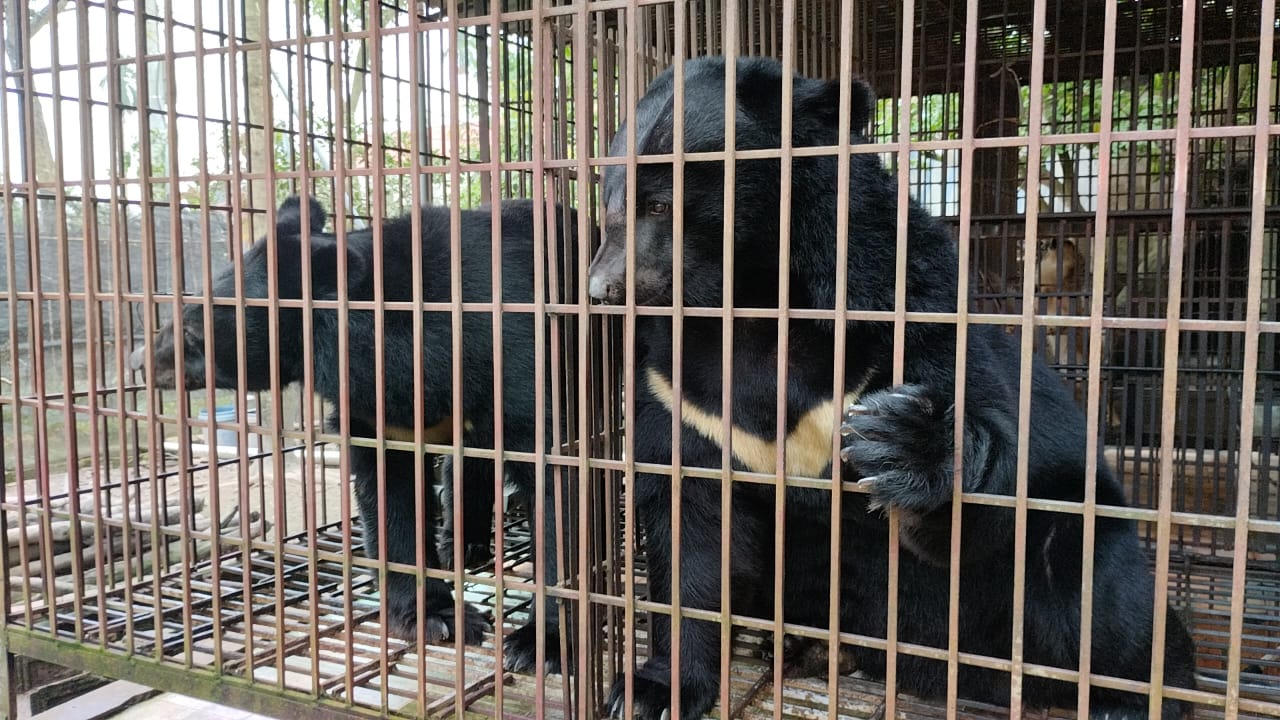 Nhiều biện ph&aacute;p đ&atilde; được triển khai li&ecirc;n tục trong những năm qua nhằm chấm dứt hoạt động nu&ocirc;i nhốt gấu. (Nguồn: ENV)