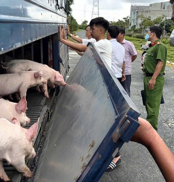 Phương tiện c&ugrave;ng số lợn được lực lượng chức năng ph&aacute;t hiện, kiểm tra (ảnh: Vũ Duy)