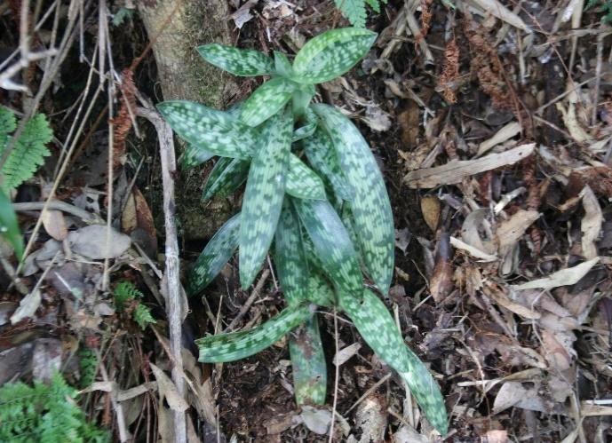 Lan h&agrave;i đ&agrave;i cuốn (Paphiopedilum appletonianum), thuộc bộ Măng t&acirc;y l&agrave; lo&agrave;i c&oacute; t&ecirc;n trong S&aacute;ch Đỏ Việt Nam v&agrave; được ưu ti&ecirc;n bảo vệ. Ảnh: VQGCMR