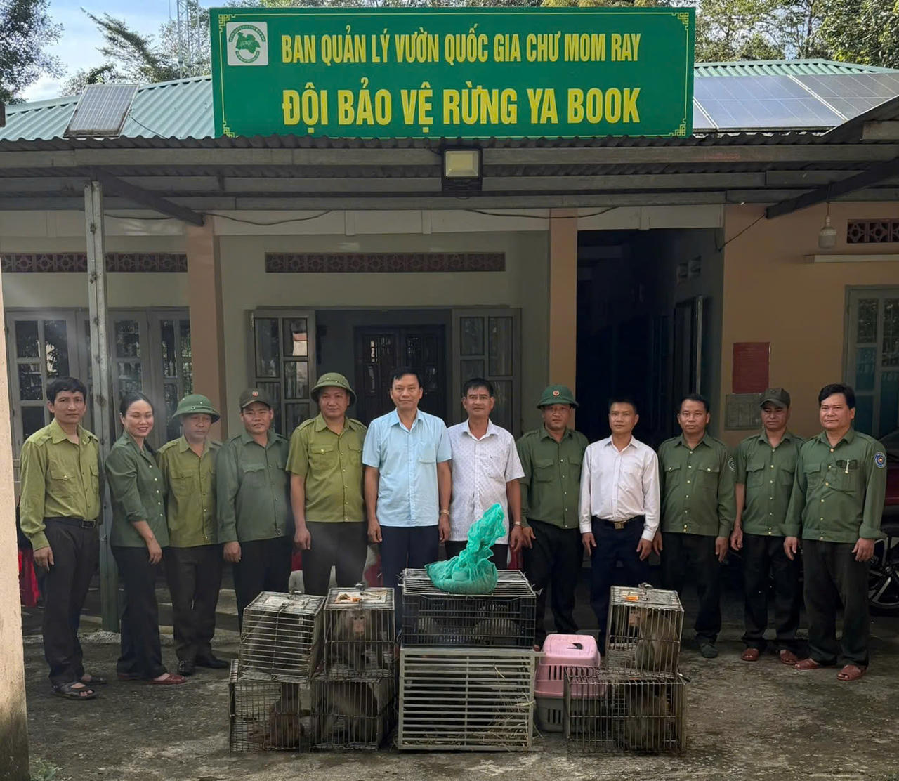 Lực lượng chức năng v&agrave; c&aacute;n bộ Vườn quốc gia Chư Mom Ray l&agrave;m c&ocirc;ng t&aacute;c b&agrave;n giao, thả 16 c&aacute; thể động vật hoang d&atilde; về m&ocirc;i trường tự nhi&ecirc;n. (Ảnh Vườn quốc gia Chư Mom Ray)