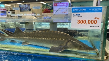 Tạm dừng cấp phép nhập khẩu cá tầm, CITES Việt Nam bị “tuýt còi”