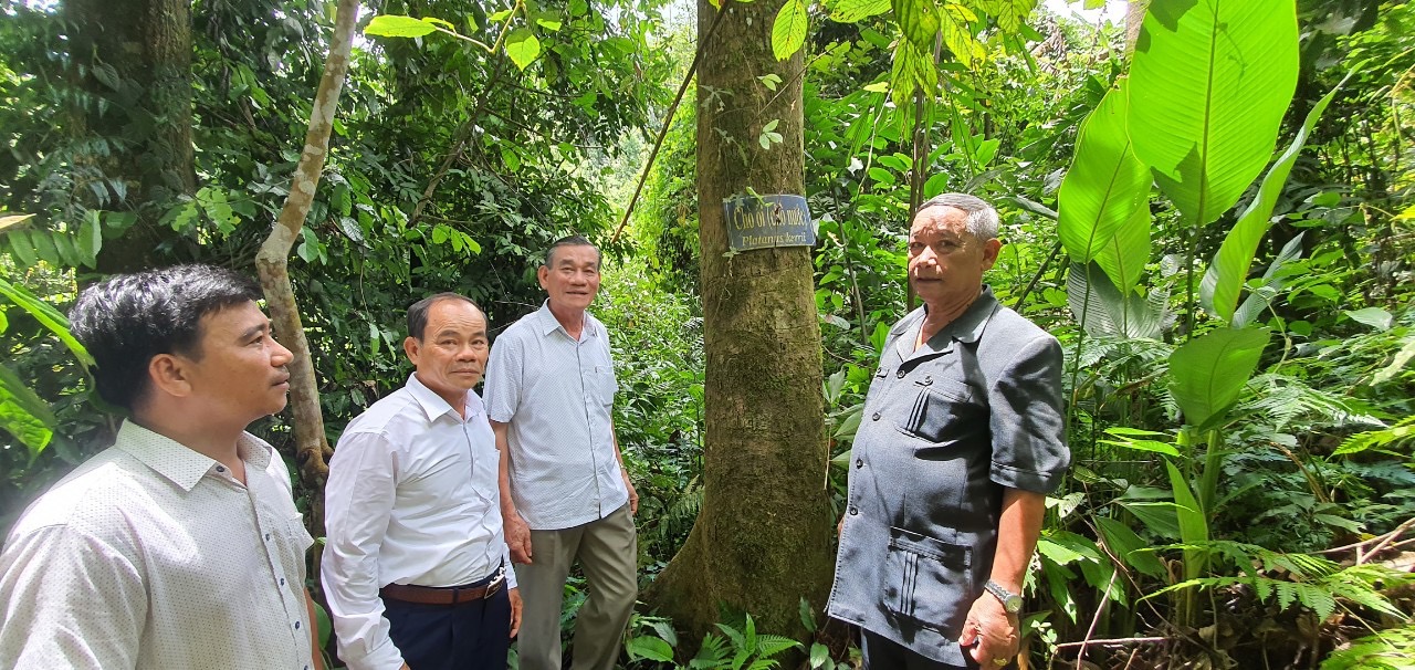 Báu vật“rừng bác Năm Công” ở Quảng Nam