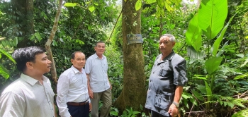 Báu vật“rừng bác Năm Công” ở Quảng Nam