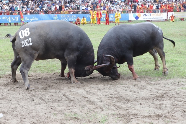 Hải Phòng: Trâu số 08 giành Giải Nhất tại Lễ hội Chọi trâu Đồ Sơn năm 2022