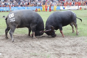 Hải Phòng: Trâu số 08 giành Giải Nhất tại Lễ hội Chọi trâu Đồ Sơn năm 2022