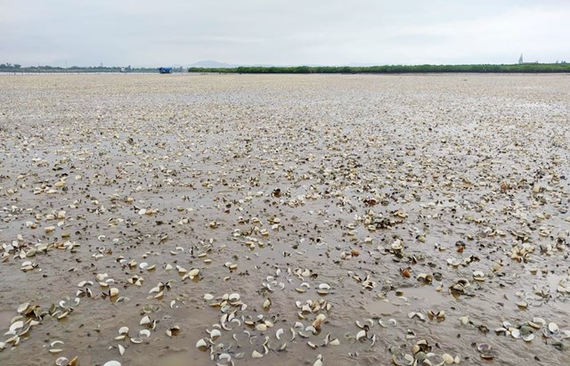 Tình trạng ngao chết hàng loạt tại thôn Mai Lâm (xã Mai Phụ, huyện Lộc Hà, tỉnh Hà Tĩnh).