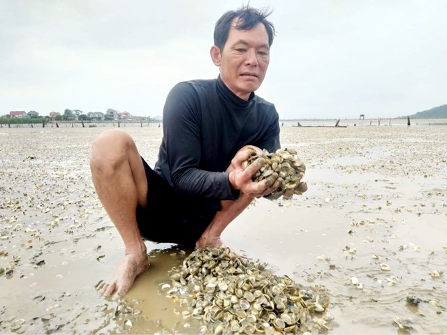 Cơ quan chuyên môn kết luận hiện tượng ngao chết ở xã Mai Phụ do mật độ nuôi quá dày kết hợp điều kiện thời tiết bị ảnh hưởng do nắng nóng cùng một số yếu tố bất lợi khác.