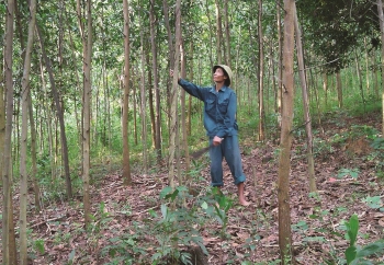 Vì sao gỗ rừng trồng khó chứng minh tính hợp pháp?