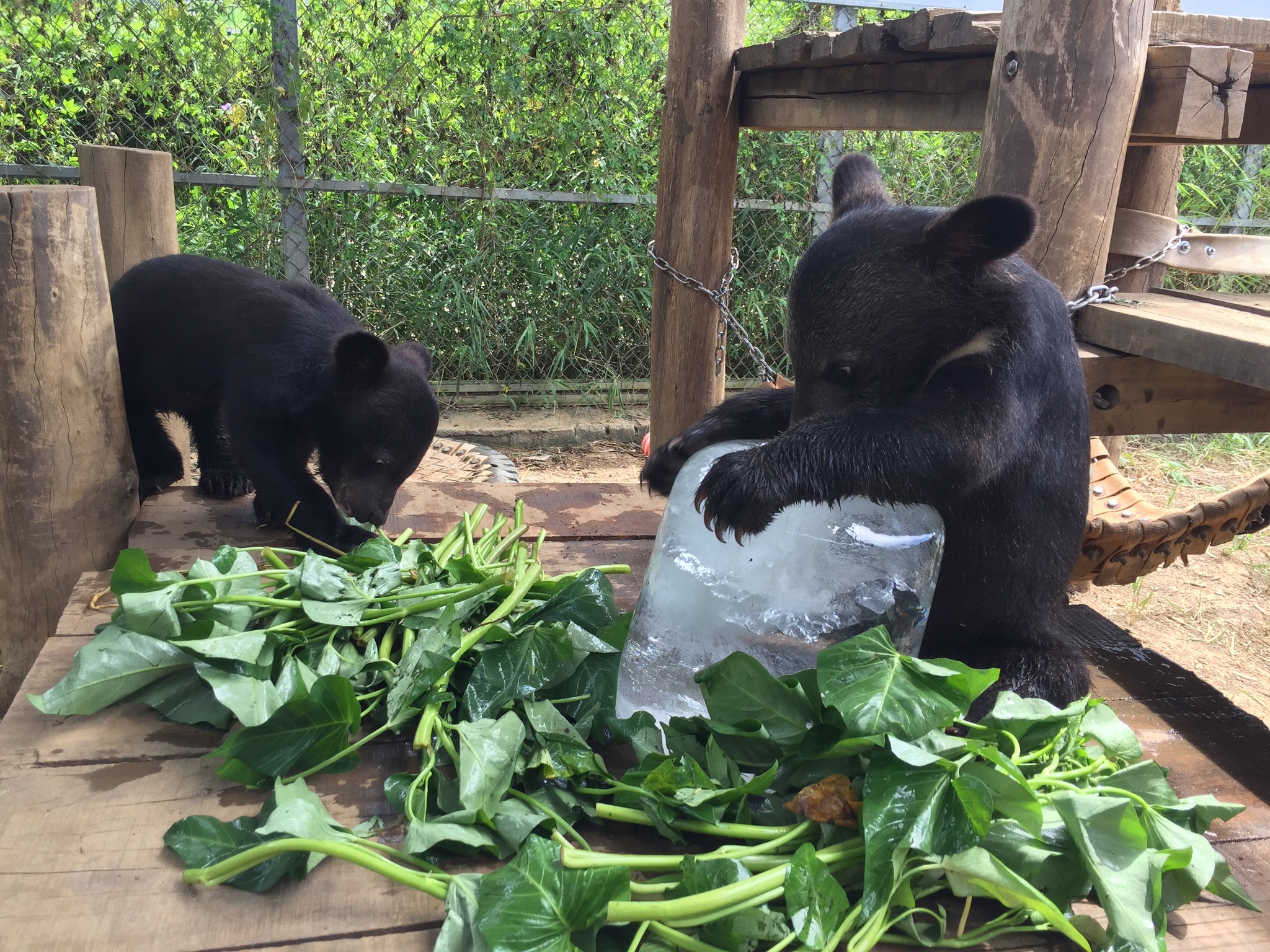 Những cá thể gấu bị nuôi nhốt lấy mật tại các trang trại nuôi gấu tại Việt Nam. Ảnh: Four Paws Việt