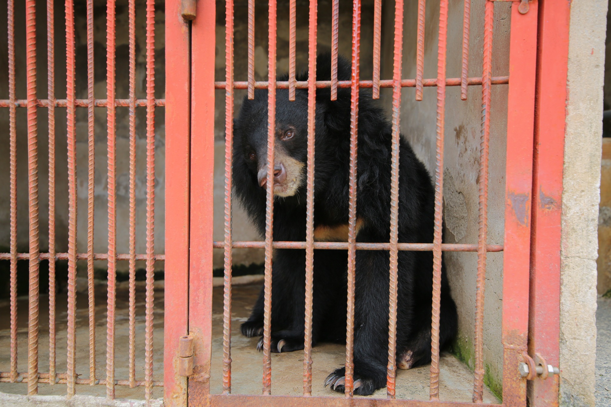 Những cá thể gấu bị nuôi nhốt lấy mật tại các trang trại nuôi gấu tại Việt Nam. Ảnh: Four Paws Việt