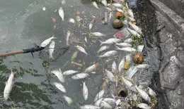 Cá Hồ Tây vẫn tiếp tục chết trắng mặt hồ