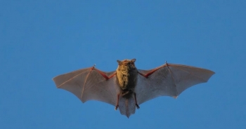 Trung Quốc phát hiện virus mới ở dơi có thể lây sang người như COVID-19