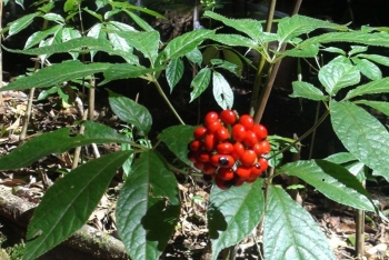 Hình thành trung tâm công nghiệp dược liệu tại Quảng Nam, cây chủ lực là Sâm Ngọc Linh