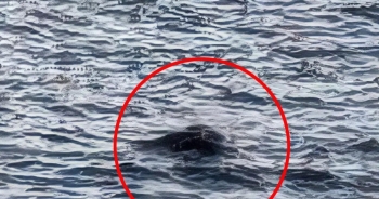 Hình ảnh đầu tiên của 'quái vật hồ Loch Ness' trong năm 2025