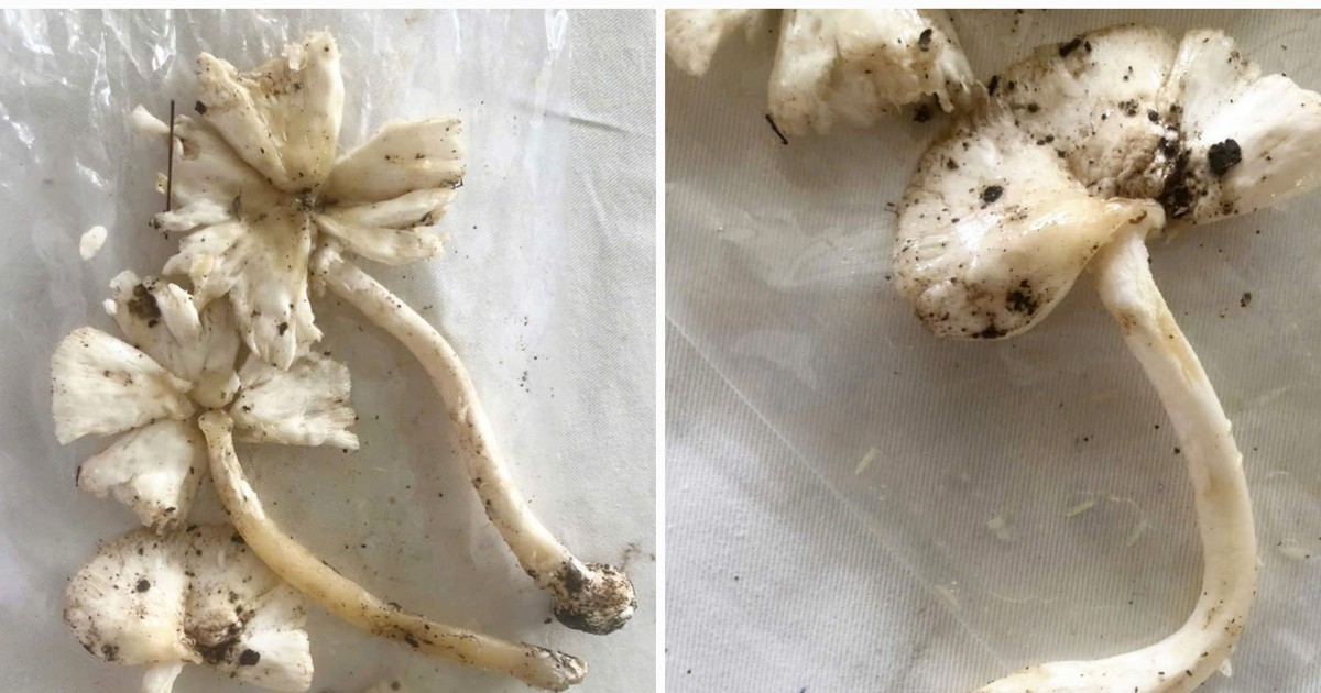 Nhận diện loài nấm khiến 2 người ăn phải cấp cứu tại Bệnh viện Bạch Mai