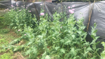 Bắc Giang: Một hộ dân trồng gần 200 cây nghi là cây thuốc phiện tại vườn rau