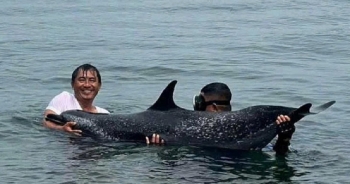 Cá heo mắc cạn, chết tại khu vực cảng Tiên Sa