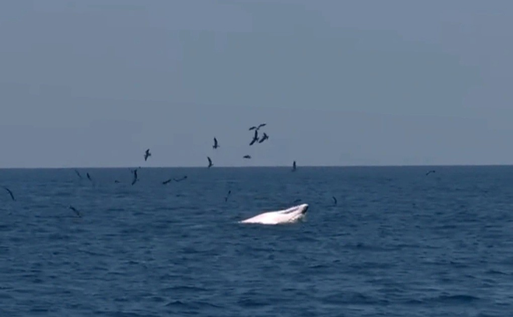 Kỳ thú cá voi Bryde lại về săn mồi gần bờ biển Bình Định