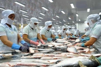 Hoa Kỳ kết luận thuế chống bán phá giá cá tra - basa phi lê đông lạnh Việt Nam