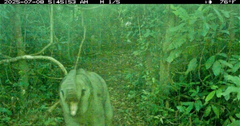 Phát hiện voi con trong Khu bảo tồn ở Đà Nẵng qua bẫy ảnh