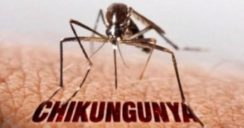 Bệnh Chikungunya nguy hiểm như thế nào?