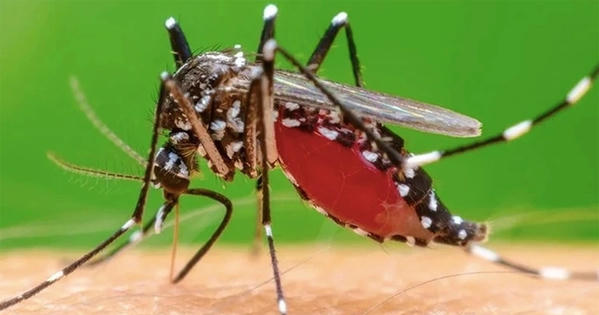 Bộ Y tế: Người trở về từ vùng có dịch Chikungunya cần chủ động theo dõi sức khỏe trong 12 ngày