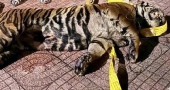 Khởi tố 3 đối tượng vận chuyển hổ đông lạnh trên nóc xe ô tô