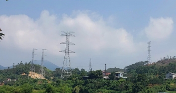 Phá 2.100m2 rừng tự nhiên, Công ty Cổ phần Thái Bình Dương bị phạt 137,5 triệu đồng