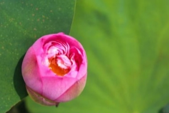 Hương giới hạnh giữa đời thường
