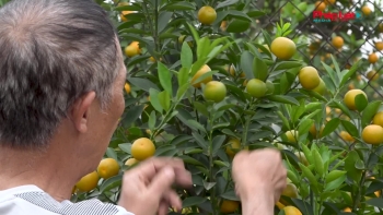 Quất vàng, đào thắm trong sắc xuân Hà Nội