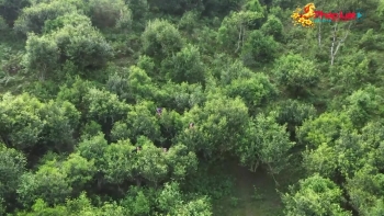 Vị Xuân trong ẩm thực ngày tết của người Dao Tuyên Quang