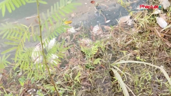Thanh Hóa: Người dân đề nghị làm rõ nguyên nhân cá chết hàng loạt tại hồ Cánh Chim